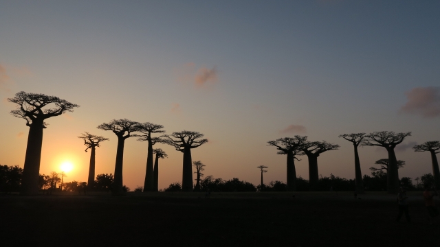 マダガスカルのバオバブの木